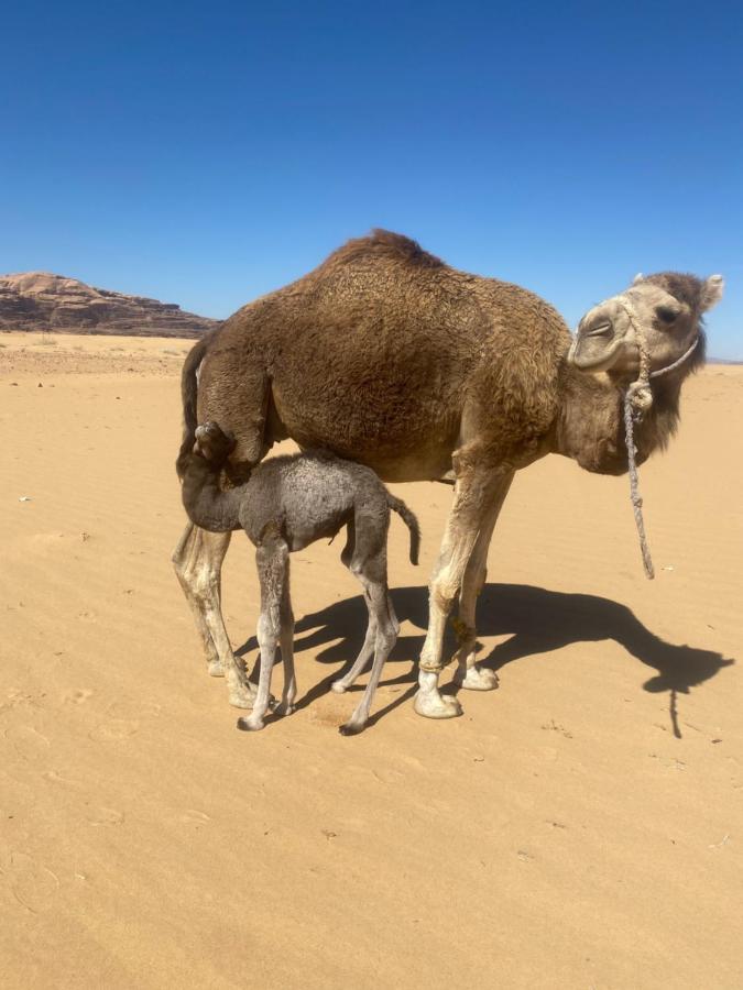 Wadi Rum Albasli Exterior foto